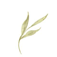 Watercolor Olive Branch Illustration