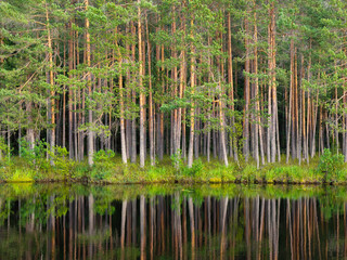A beautiful Scandinavian lake with a reflection of a pine forest. The concept of ecology.
