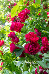 Red rose flowers blooming on green bush in garden. Close-up summer floral background.
