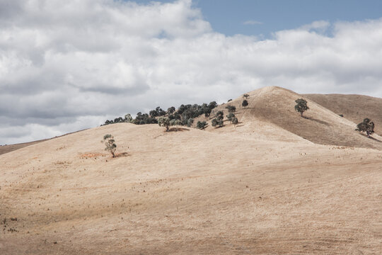 Dry rolling hills with group of trees and cloudy sky