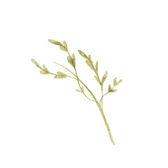 Delicate Watercolor Herb: Botanical Illustration