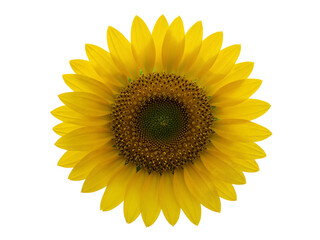 Fototapeta premium Bright yellow sunflower with detailed center and petals isolated on transparent background