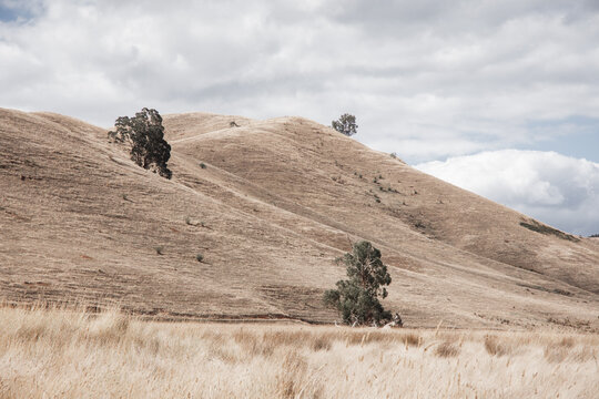 Dry, rolling, grassy hills, with a few gum trees