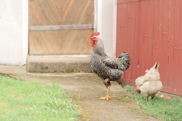 Barred Rock Rooster and Hens in Rustic Backyard with Red Wooden Fence