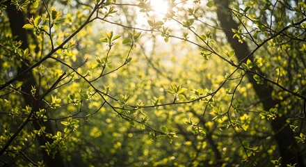 Springtime forest canopy