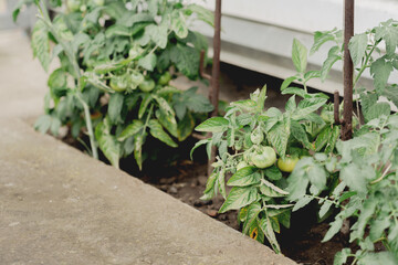 Growing tomatoes near the house, home garden