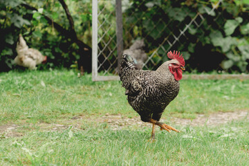 Barred Rock Rooster Standing on One Leg in Backyard. Free range chickens