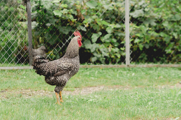 Barred Rock Rooster Standing on One Leg in Backyard. Free range chickens