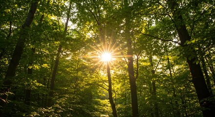 Sunlight through lush forest canopy
