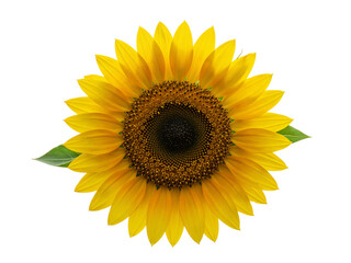 Fototapeta premium Close up of a bright yellow sunflower with detailed petals and center isolated on transparent background