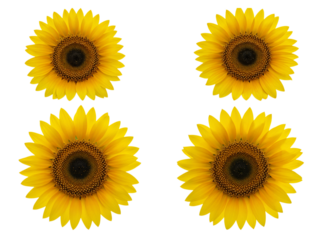 Four bright yellow sunflowers with dark centers arranged in a grid isolated on transparent background