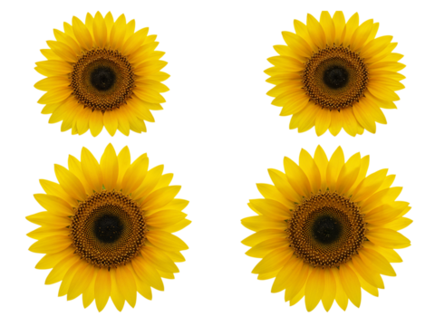 Four bright yellow sunflowers with dark centers arranged in a grid isolated on transparent background