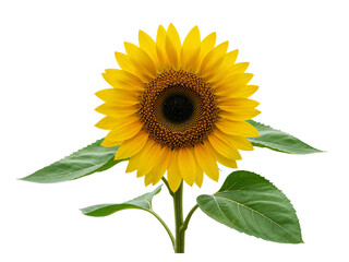 Obraz premium A vibrant yellow sunflower with green leaves and a dark center isolated on transparent background