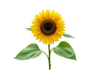 Obraz premium A single vibrant yellow sunflower with green leaves isolated on transparent background