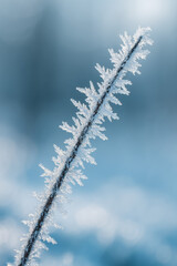 Frost-covered twig with delicate ice crystals in winter landscape