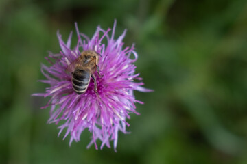 Close-up of a bee collecting nectar from a vibrant purple thistle flower. Captured in natural light with soft, blurred background. A beautiful moment in nature and pollination.