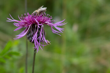 Close-up of a bee collecting nectar from a vibrant purple thistle flower. Captured in natural light...