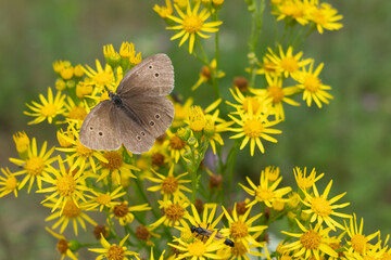 Fototapeta premium A delicate brown butterfly resting on vibrant yellow wildflowers in a natural meadow. A peaceful summer scene showcasing the harmony of insects and blooming flora.