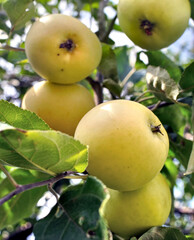 closeup of growing and ripening organic green apples on a tree  branches