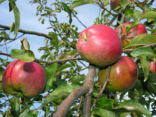 closeup of growing and ripening organic green apples on a tree  branches in the orchard