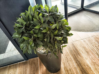 Incorporating indoor plants into the modern interior design of an office lobby significantly...
