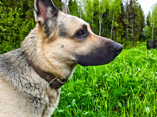 Beautiful Eastern European Shepherd standing in lush green grass with a forest backdrop during a sunny day