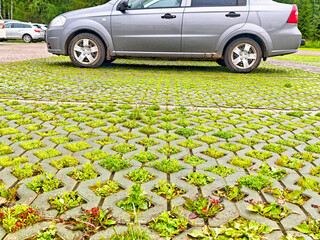 Grass and weeds thrive between paving stones in a parking lot next to a silver car on a clear day...