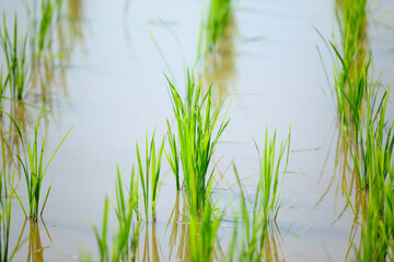 Obraz premium Early summer rice fields, summer agriculture, and social issues related to rice supply