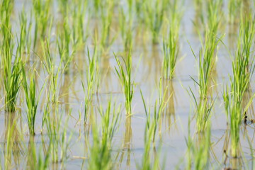 Early summer rice fields, summer agriculture, and social issues related to rice supply