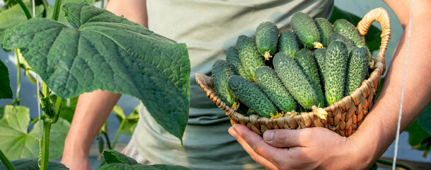 Harvesting Cucumbers in a Greenhouse