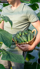 Harvesting Cucumbers in a Greenhouse