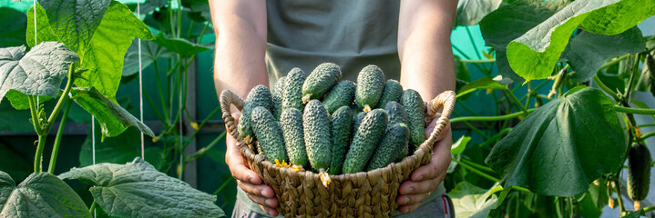 Harvesting Cucumbers in a Greenhouse
