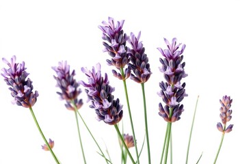 Obraz premium Delicate watercolor lavender wildflowers, isolated on white background, ideal for textile design, herb, aromatic