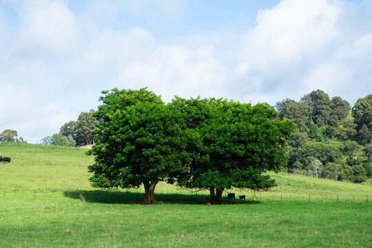 Two green trees and cows in sunny paddock and blue sky