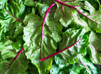 Fresh green beet leaves with vibrant red stems are arranged in a natural pattern, showcasing their...