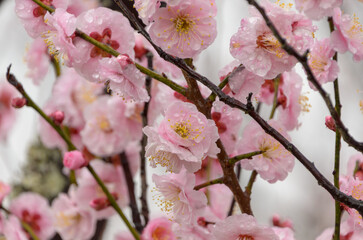 雨に濡れた淡いピンクの梅の花