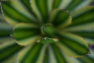 green succulent plant with spiral leaf pattern. Natural symmetry and soft focus, ideal for botanical design, textures, and nature backgrounds.