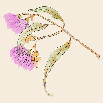 Close up hand drawn twig with pink flowering gum, nuts and leaves on beige background