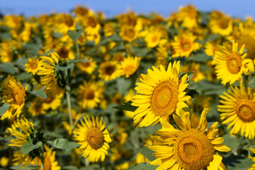太陽に向かって咲くひまわり