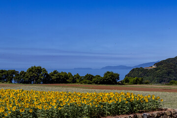 ひまわり畑と青い空