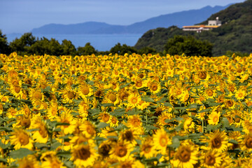 ひまわり畑と遠くに見える海