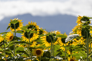 夏の山に咲く向日葵