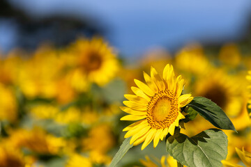 青空に向かって咲くひまわり