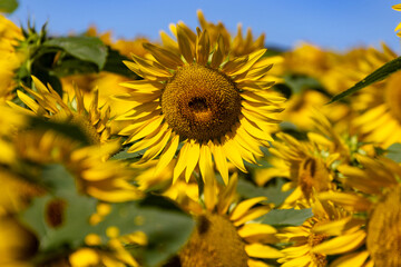 青空に映えるひまわり