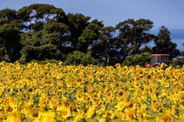 太陽に向かって咲くひまわり