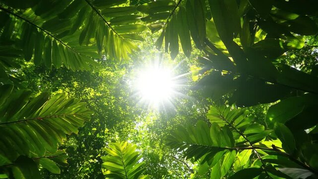 Sunlight rays shining through lush green tropical foliage and dense leaf canopy creating bright natural forest atmosphere full of vibrant nature energy and refreshing environment