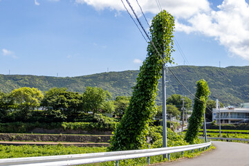 ツタが絡まる電信柱