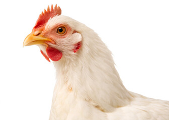 Fototapeta premium chicken isolated on transparent background. 