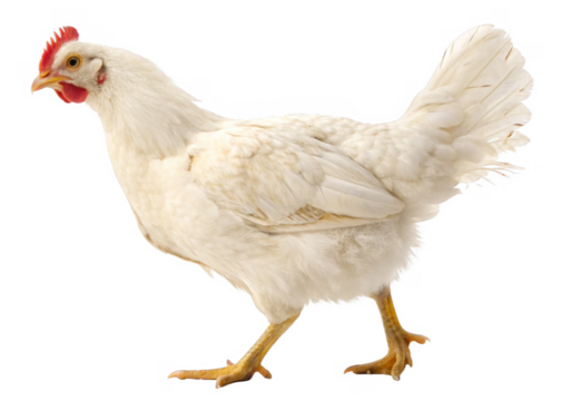 chicken isolated on transparent background.	