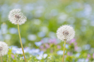 春の野に咲く綿毛のタンポポと色とりどりの花